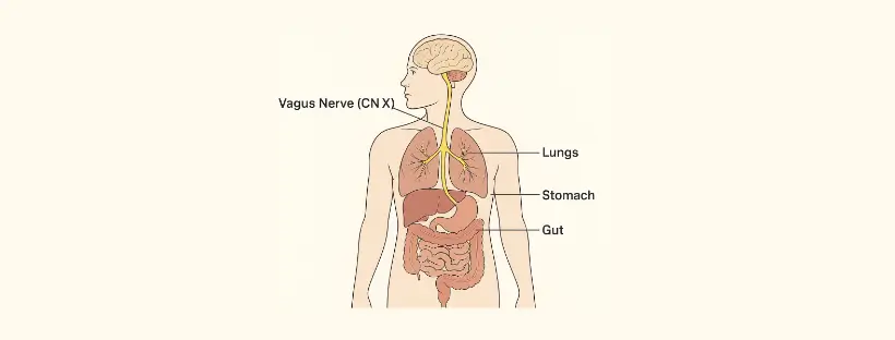 Medical illustration of the vagus nerve (cranial nerve X) connecting the brain to key organs including the lungs, heart, stomach, and intestines (gut), highlighting its central role in regulating digestion, mood, and autonomic function.
